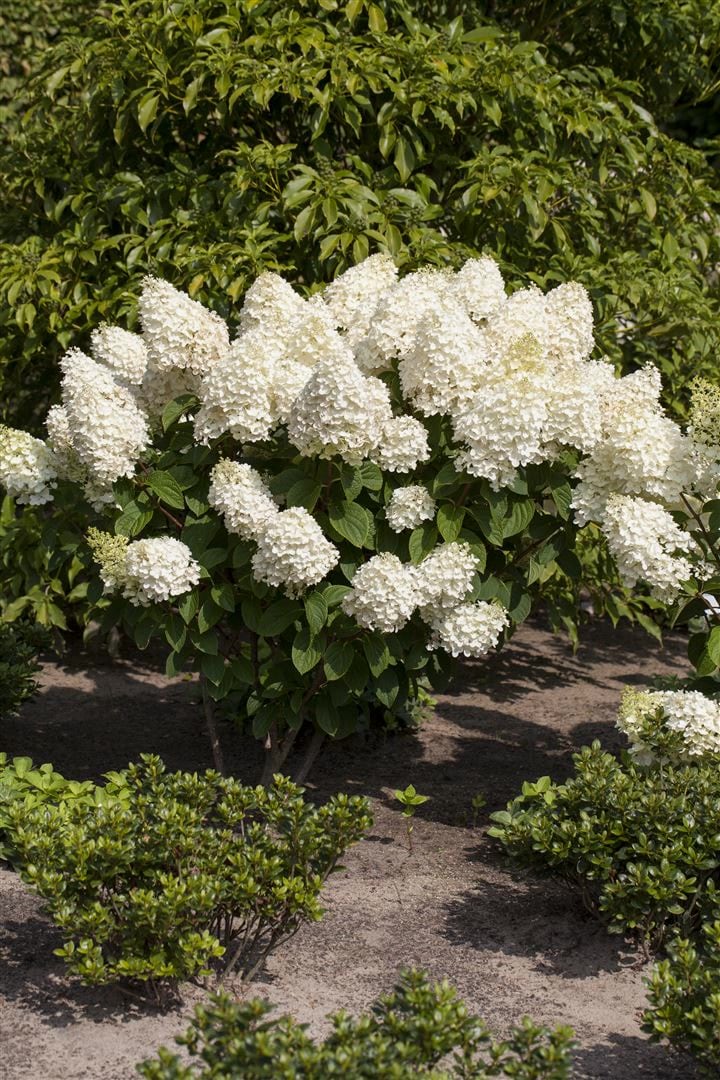 Hydrangea paniculata 'Silver Dollar', Rispenhortensie, wei&szlig;, 40&ndash;60 cm - Bild 1