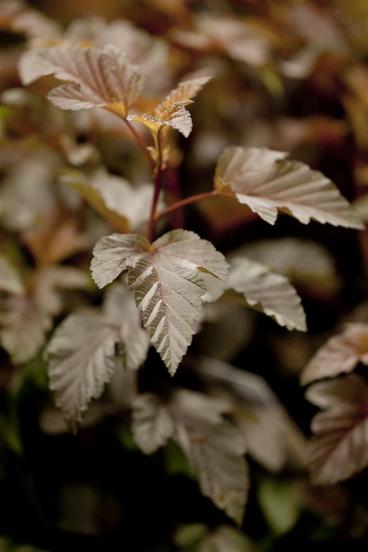 Physocarpus opulifolius 'Lady in Red', Fasanenspiere, rotlaubig, 60&ndash;80 cm - Bild 1