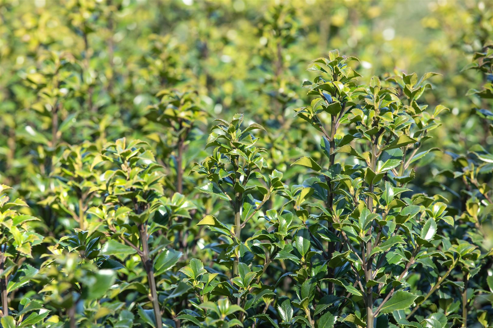 Ilex meserveae 'Heckenstar', Stechpalme, immergr&uuml;n, 150&ndash;175 cm - Bild 1