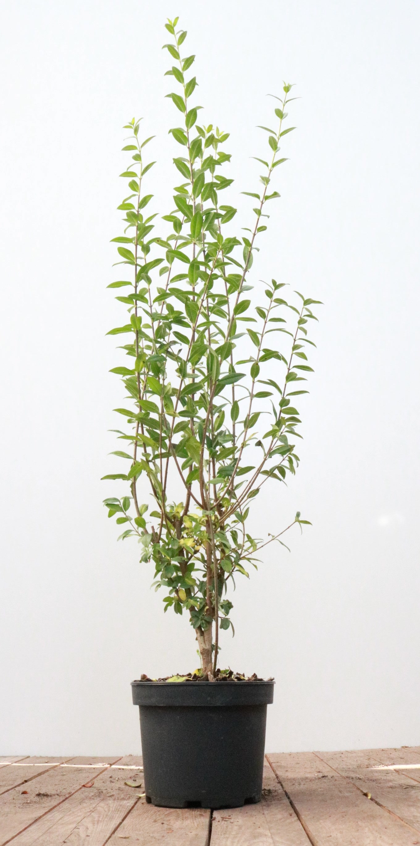 Ligustrum vulgare 'Atrovirens', Gew&ouml;hnlicher Liguster, immergr&uuml;n, 60&ndash;100 cm - Bild 1