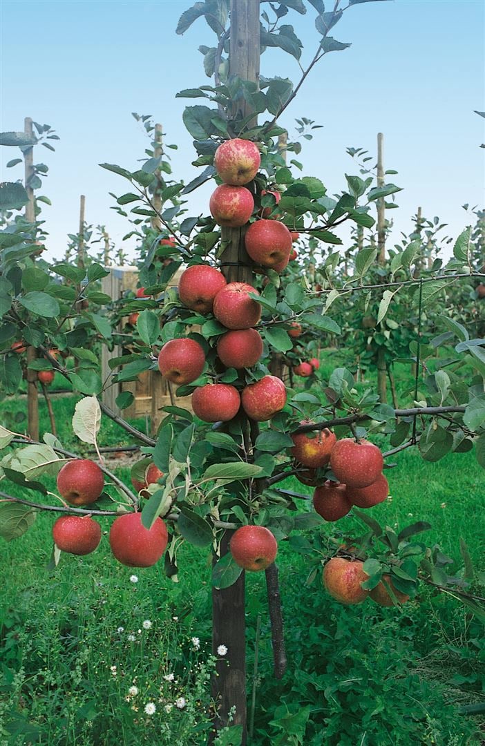 Malus 'Roter Boskoop', Apfelbaum, 40 cm Stammh&ouml;he - Bild 1