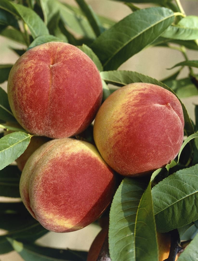 Prunus persica 'South Haven', Pfirsichbaum, 150&ndash;200 cm - Bild 1