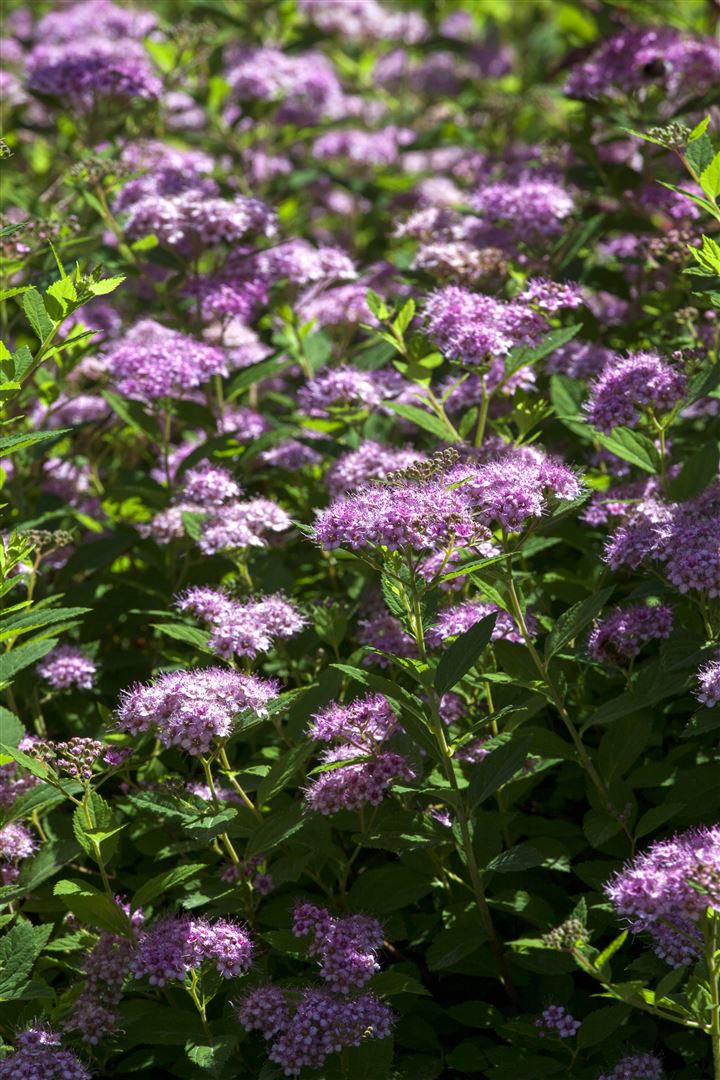 Spiraea japonica 'Little Princess', Zwerg-Spiere, rosa, 30&ndash;40 cm - Bild 1