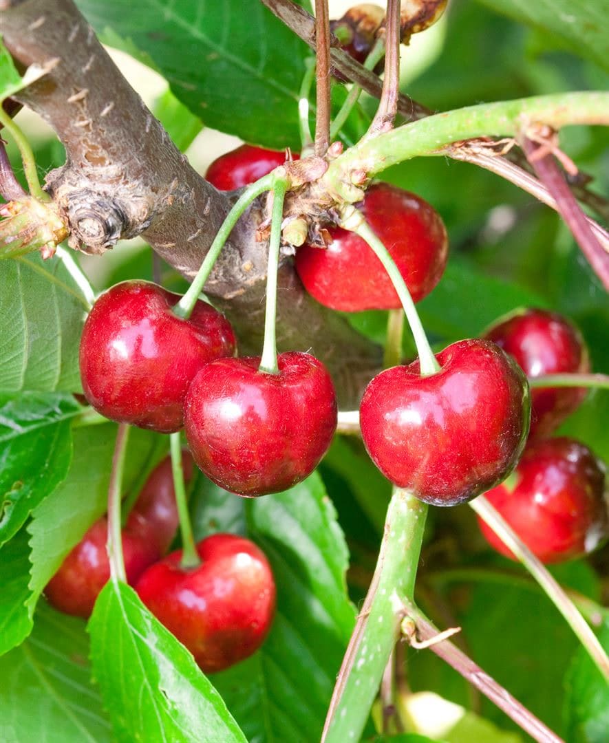 Prunus avium 'Burlat', S&uuml;&szlig;kirsche, rot, 150&ndash;200 cm - Bild 1