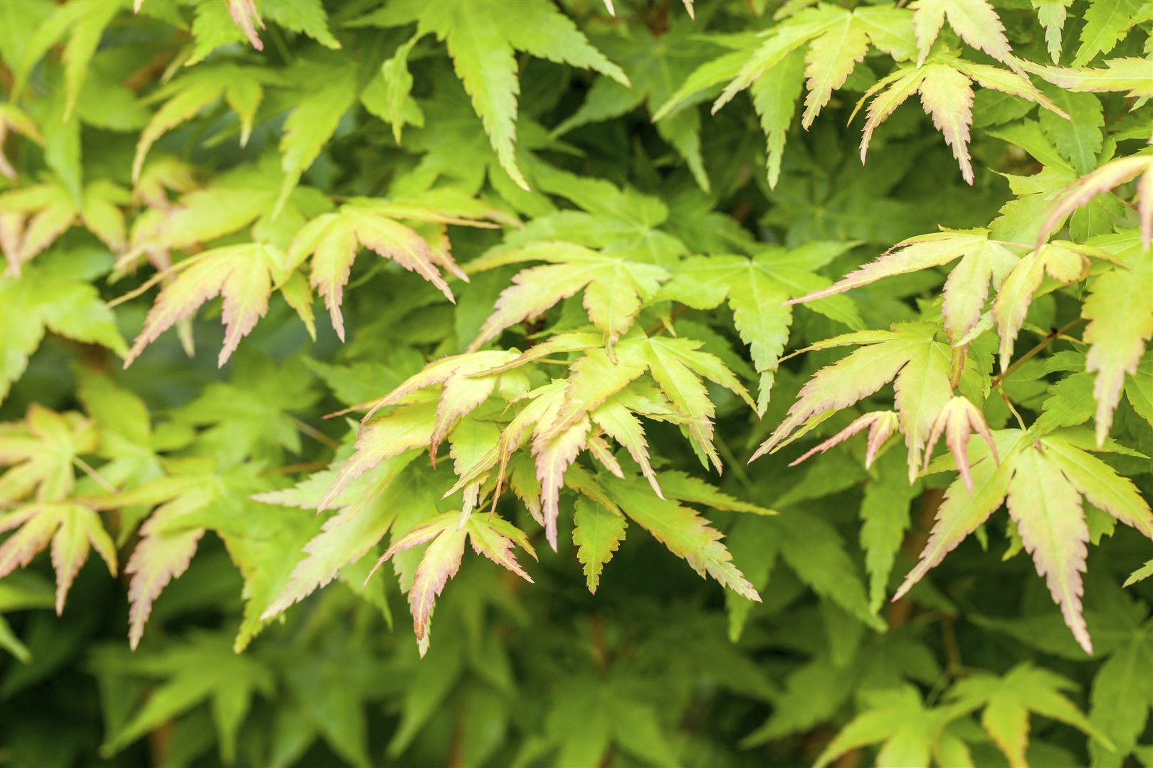 Acer palmatum 'Bi-Hoo', Japanischer Ahorn, gelbe Rinde, 40&ndash;60 cm - Bild 1
