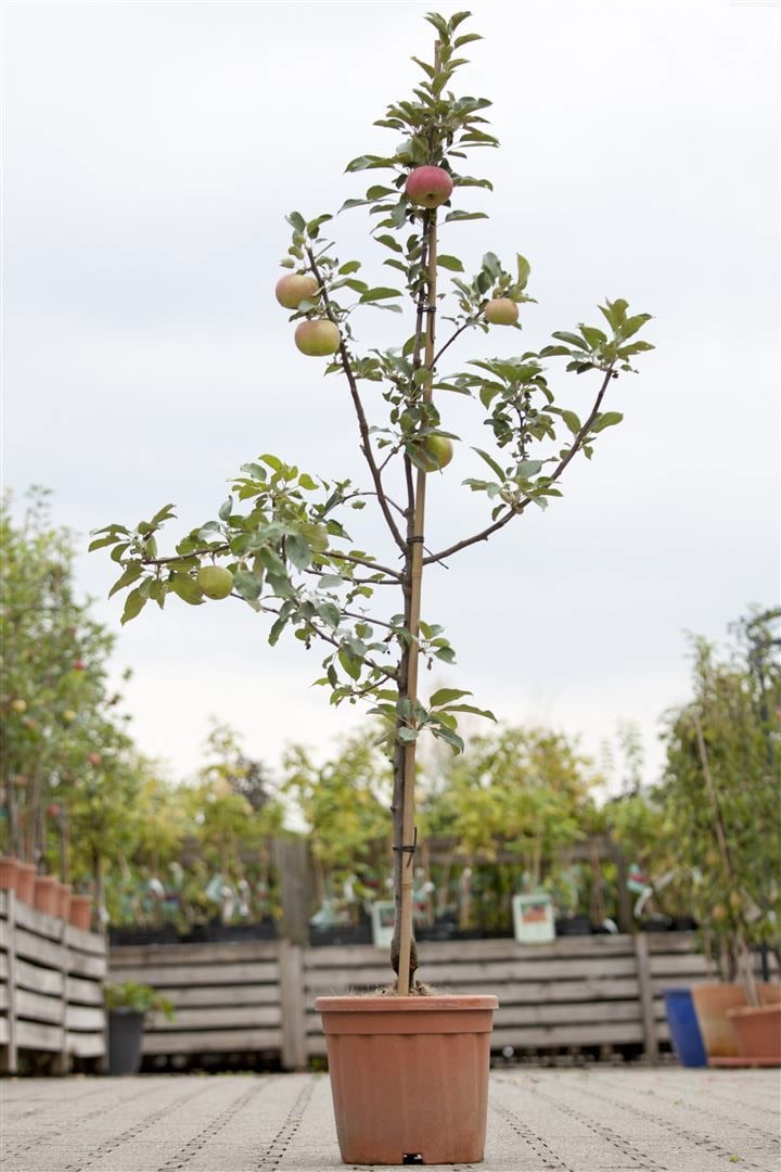 Malus 'Idared', Apfelbaum, 150&ndash;200 cm - Bild 1