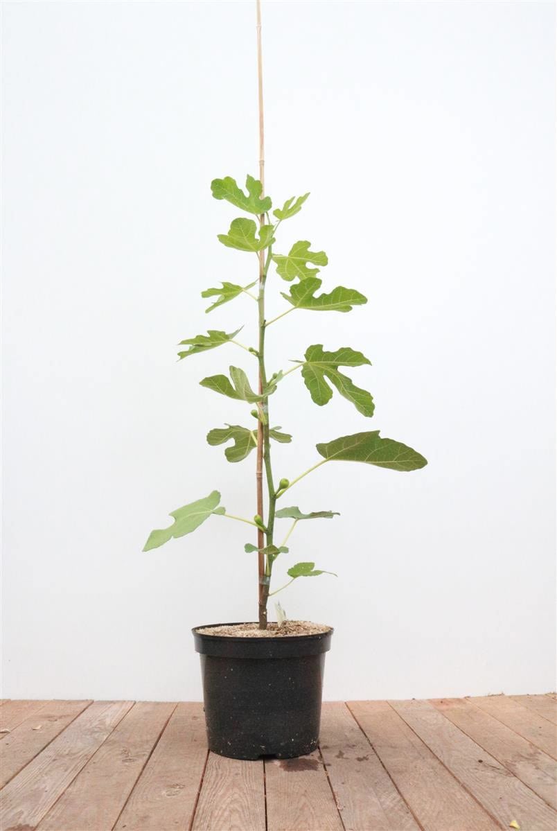 Ficus carica, Feige, 100&ndash;125 cm, essbare Fr&uuml;chte - Bild 1