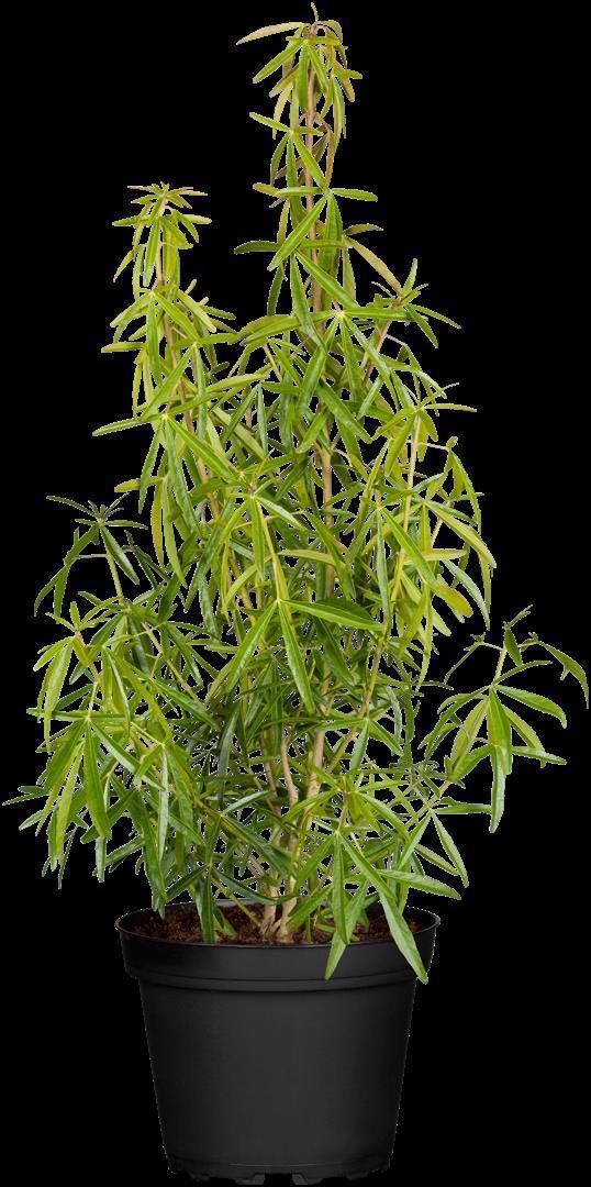 Choisya ternata 'Aztec Pearl', Orangenblume, wei&szlig;, 30&ndash;40 cm - Bild 1