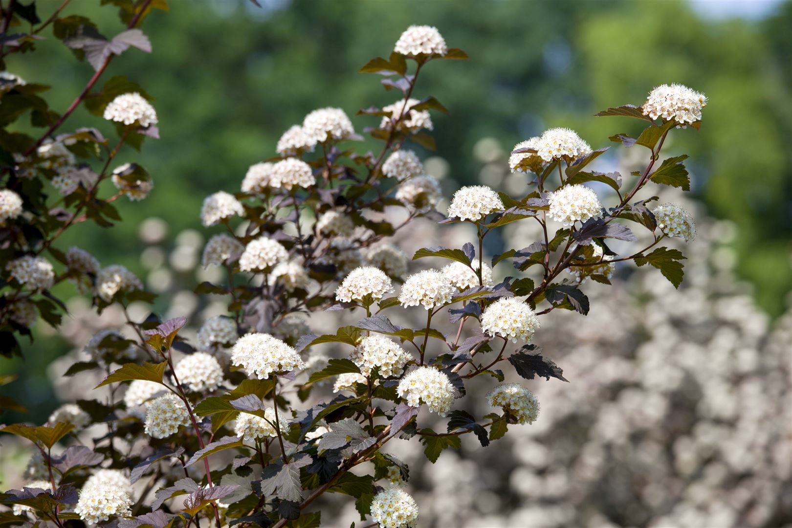 Physocarpus opulifolius 'Diabolo' -R-, Blasenspiere, dunkelrot, 40&ndash;60 cm - Bild 1