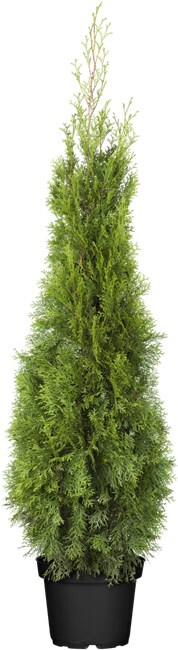 Thuja occidentalis 'Smaragd', Lebensbaum, immergr&uuml;n, 100&ndash;120 cm - Bild 1