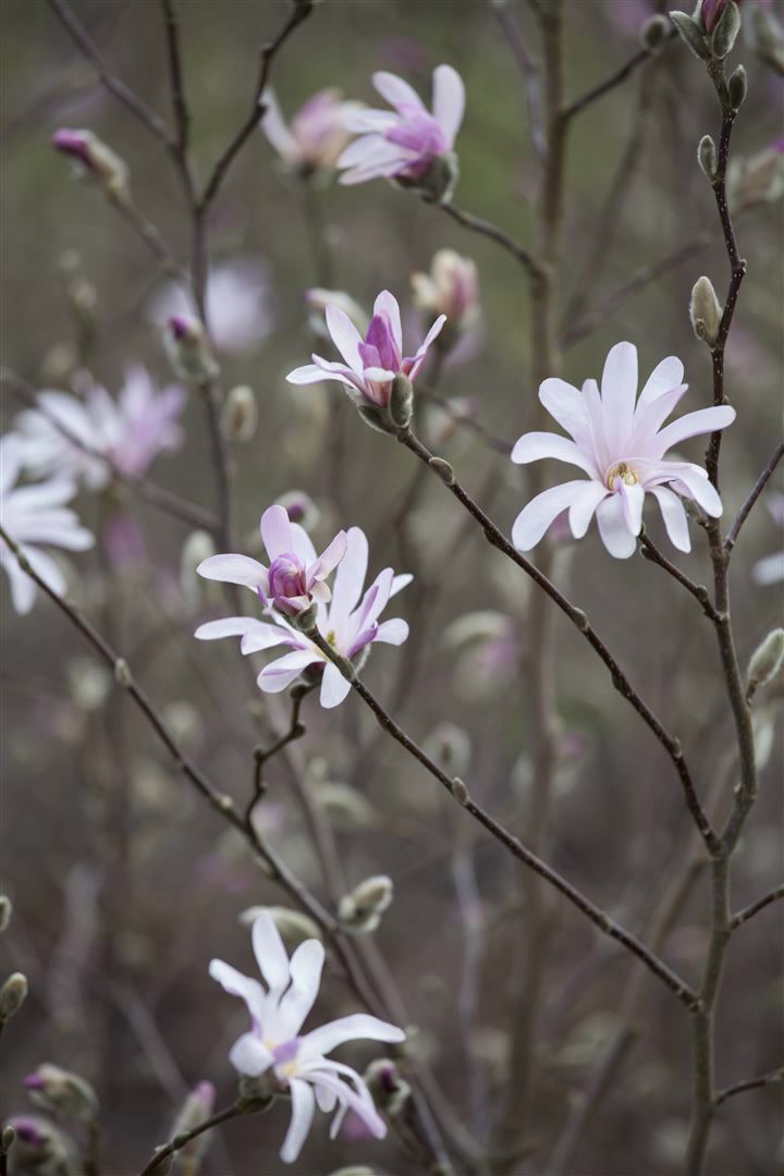 Magnolia soulangiana, Tulpen-Magnolie, 80&ndash;100 cm - Bild 1