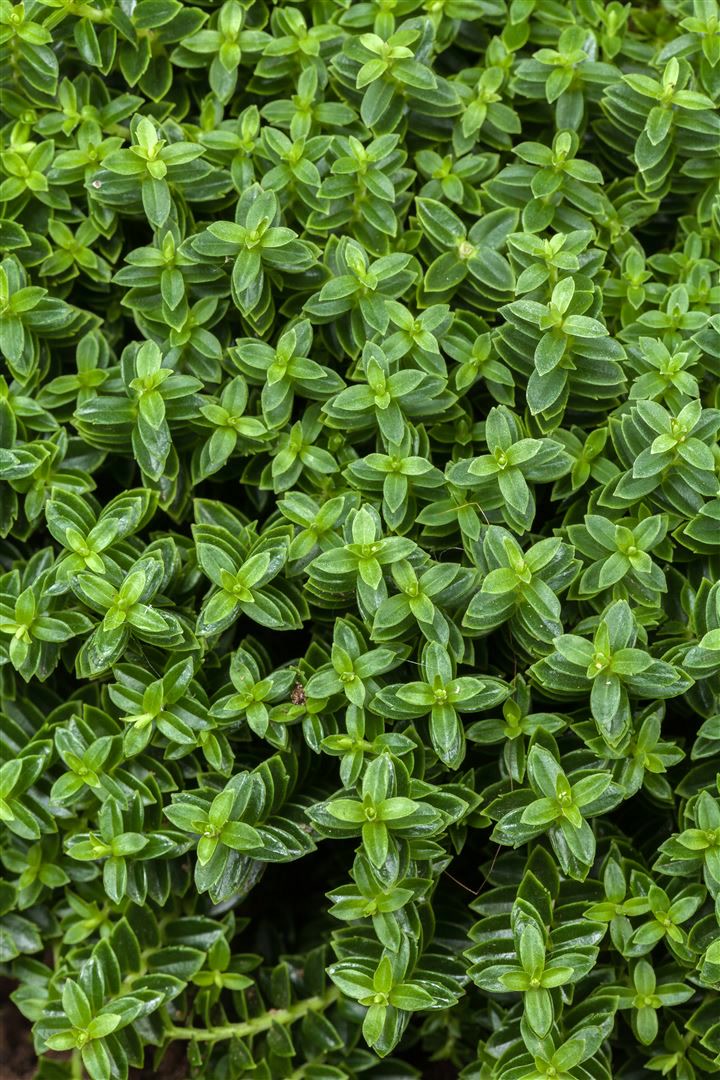 Hebe 'Cobb Valley', Strauchveronika, kompakt, 10&ndash;15 cm - Bild 1