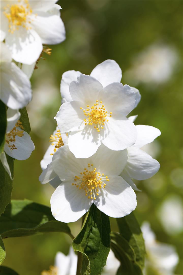 Philadelphus 'Belle Etoile', Duftjasmin, wei&szlig;, 80&ndash;100 cm - Bild 1