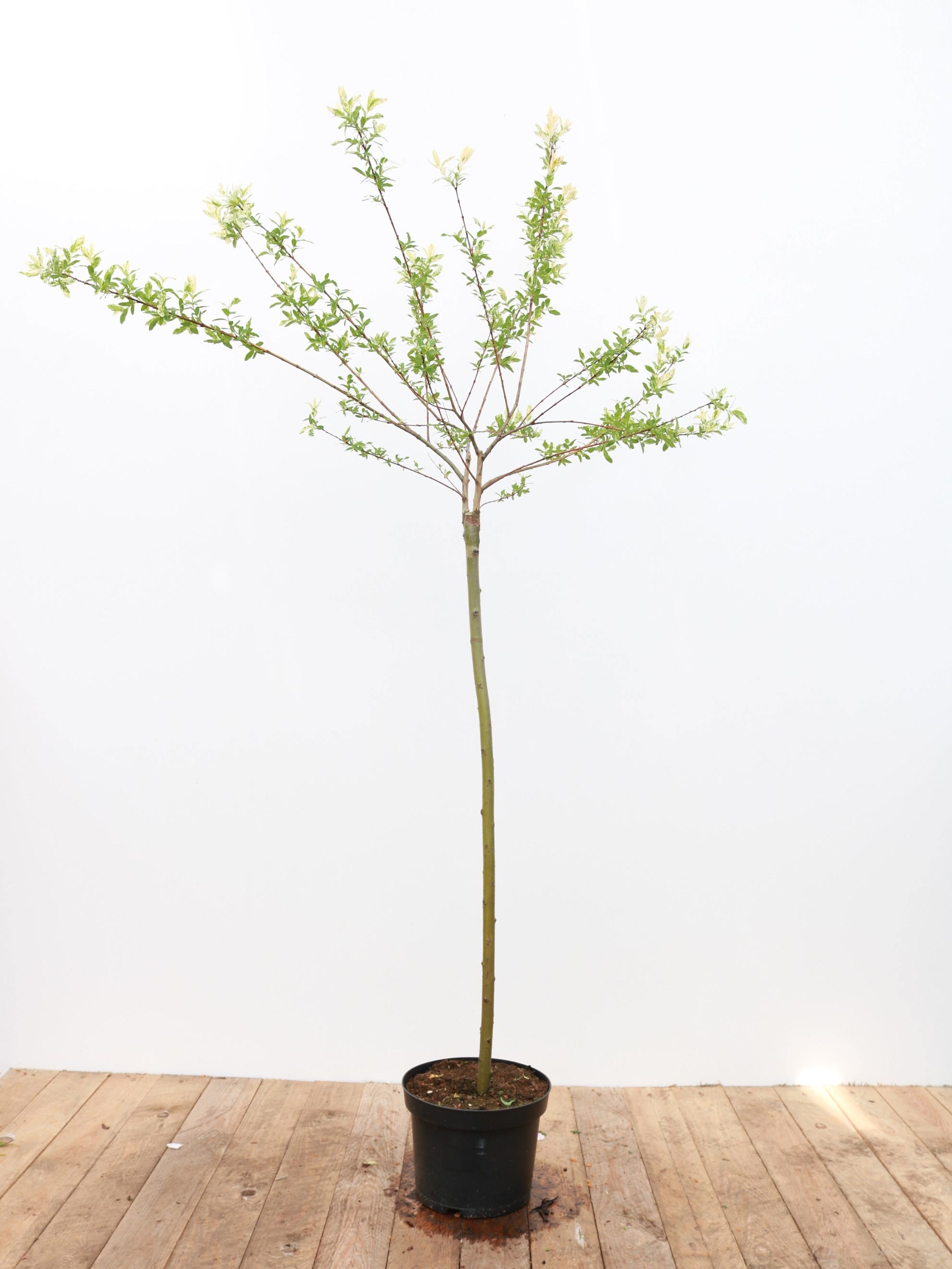 Salix integra 'Hakuro Nishiki', Japanische Weide, rosa-wei&szlig;, 100 cm Stammh&ouml;he - Bild 1