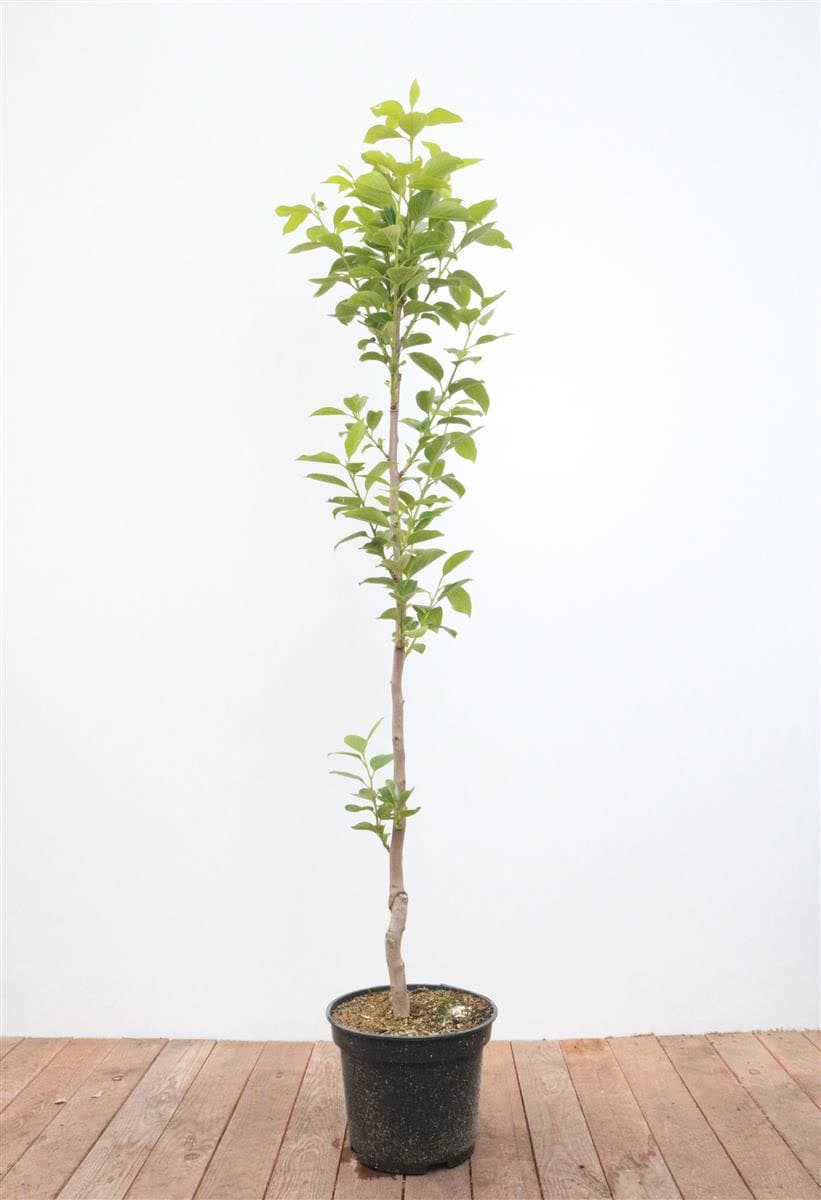 Diospyros kaki 'Vaniglia', Kaki Kakipflaume, 125&ndash;150 cm - Bild 1