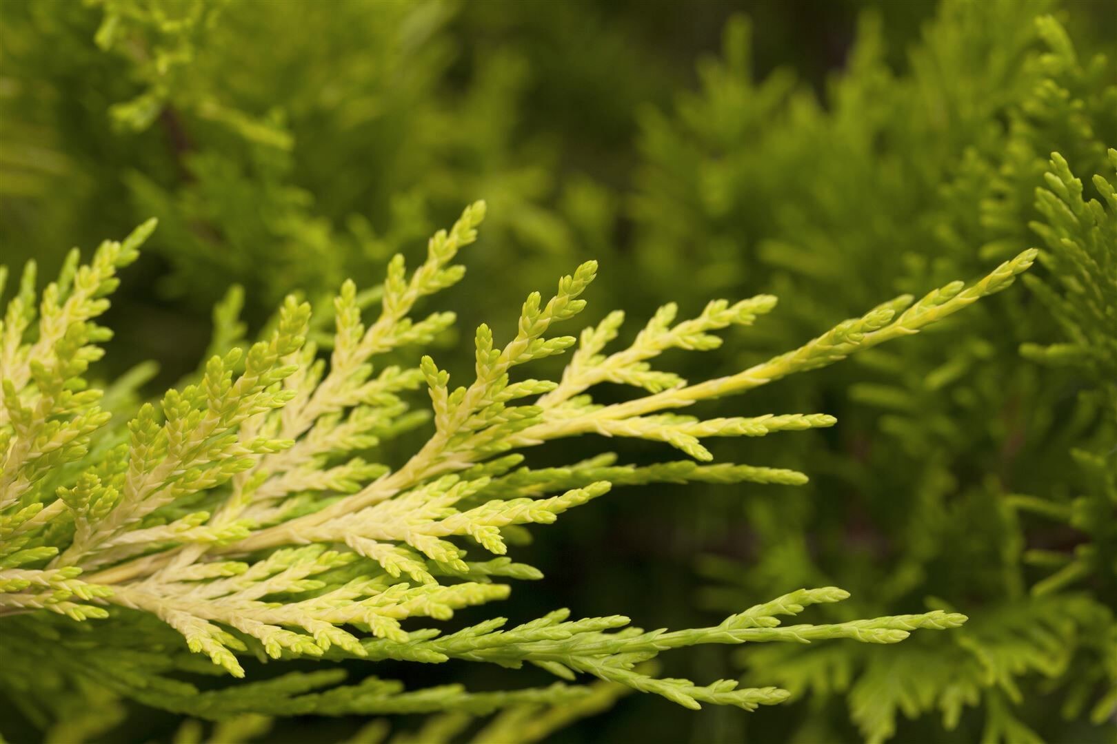 Cupressocyparis leylandii ‚Tweeduizendeen‘, Leyland-Zypresse, 40–60 cm | 04063654251996