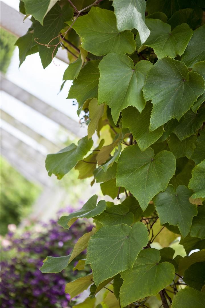 Vitis vinifera coignetiae, Zierwein, 60&ndash;100 cm - Bild 1