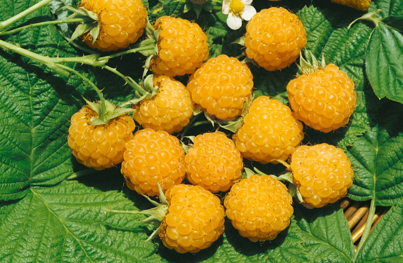 Rubus idaeus 'Fallgold', Himbeere, gelbfruchtig, 40&ndash;60 cm - Bild 1