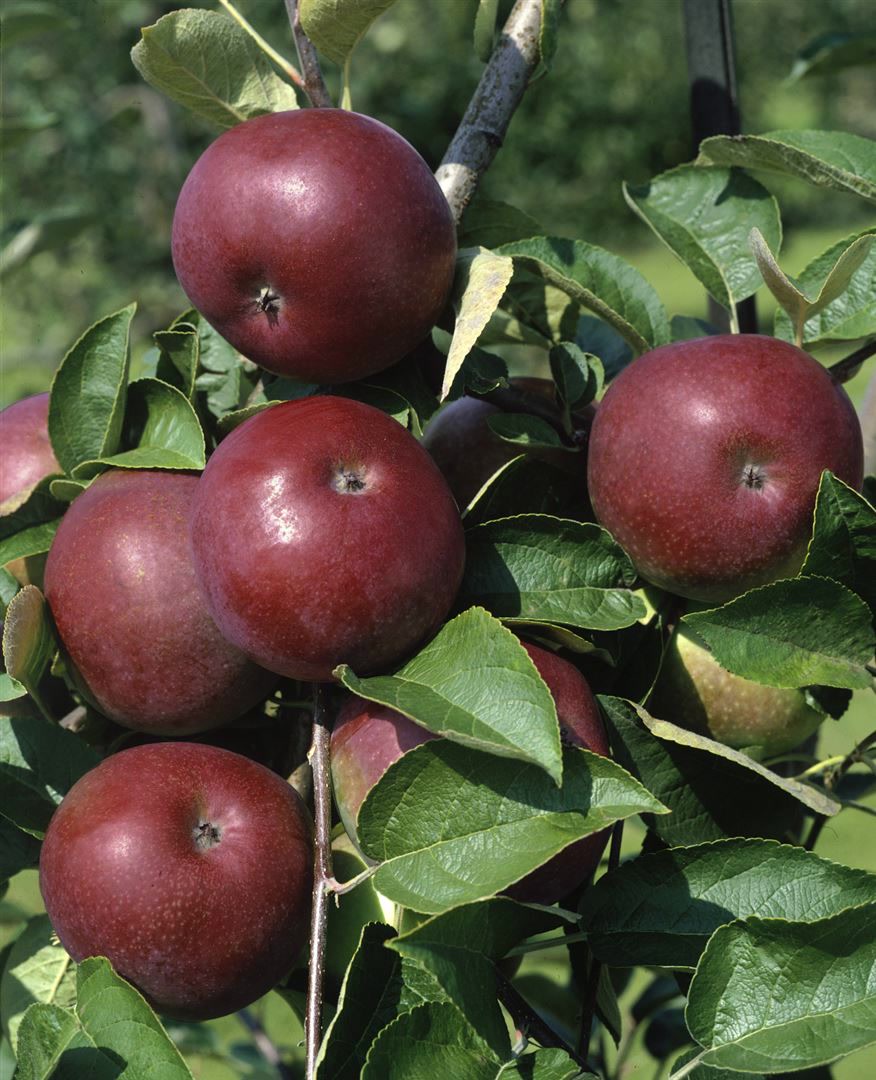 Malus domestica 'McIntosh', Apfelbaum, 125&ndash;150 cm - Bild 1