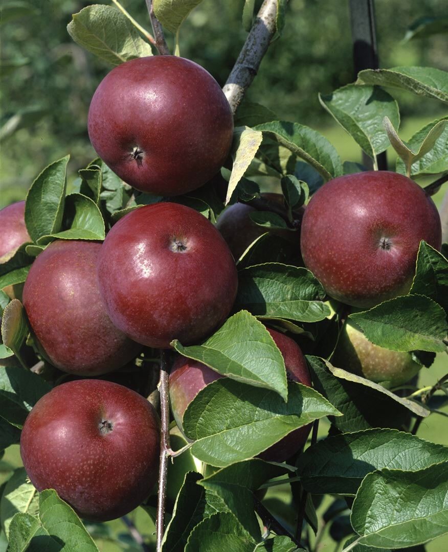 Malus domestica ‚McIntosh‘, Apfelbaum, 125–150 cm | 04063654252153