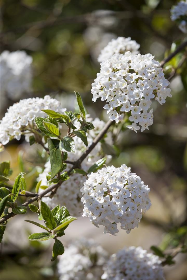 Viburnum burkwoodii, Duft-Schneeball, immergr&uuml;n, 60&ndash;80 cm - Bild 1