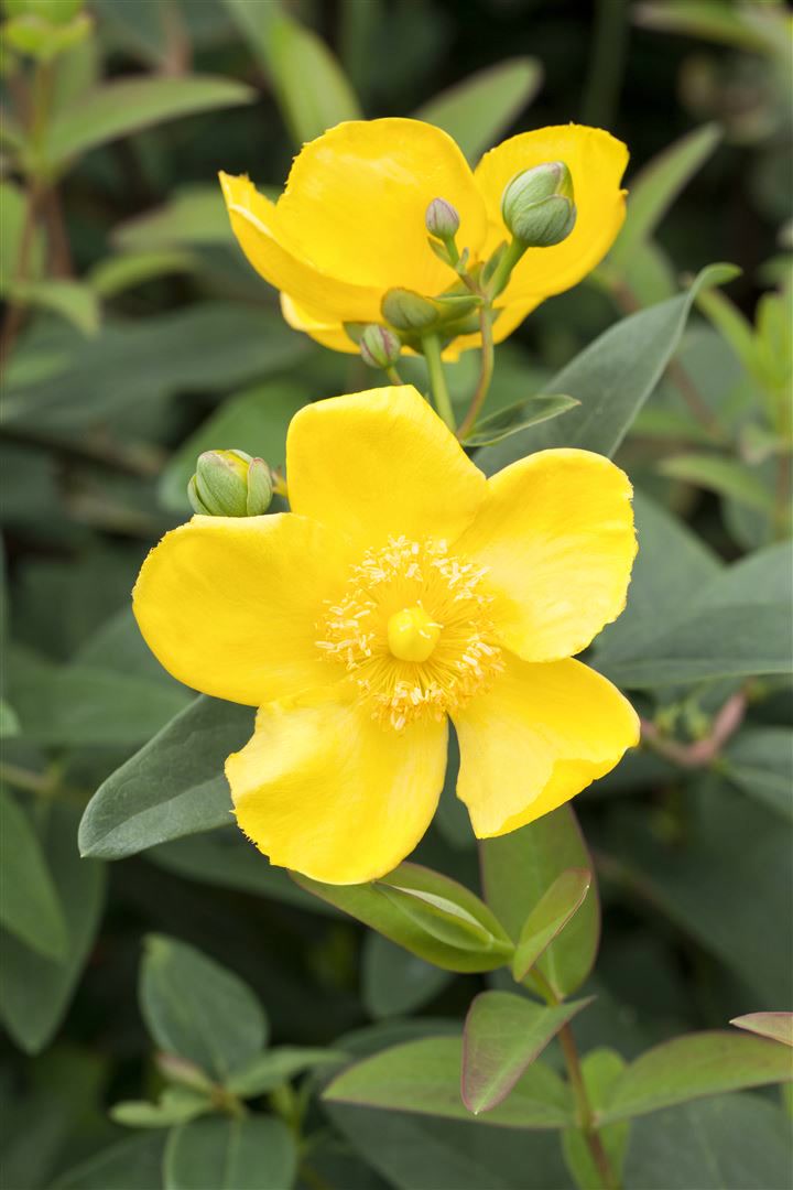 Hypericum 'Hidcote', Johanniskraut, leuchtend gelb, ca. 9x9 cm Topf - Bild 1