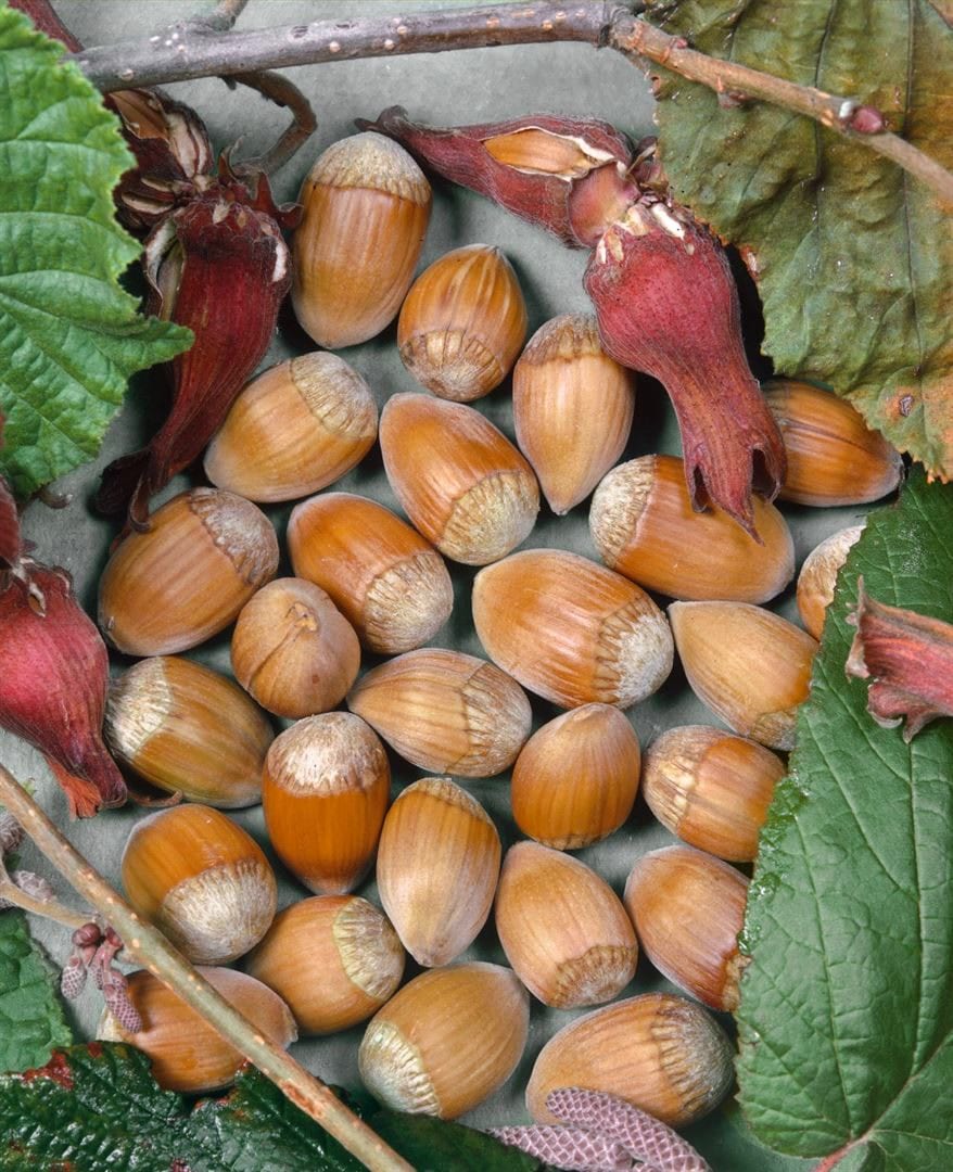Corylus avellana 'Webbs Preisnu&szlig;', Haselnuss, 60&ndash;100 cm - Bild 1