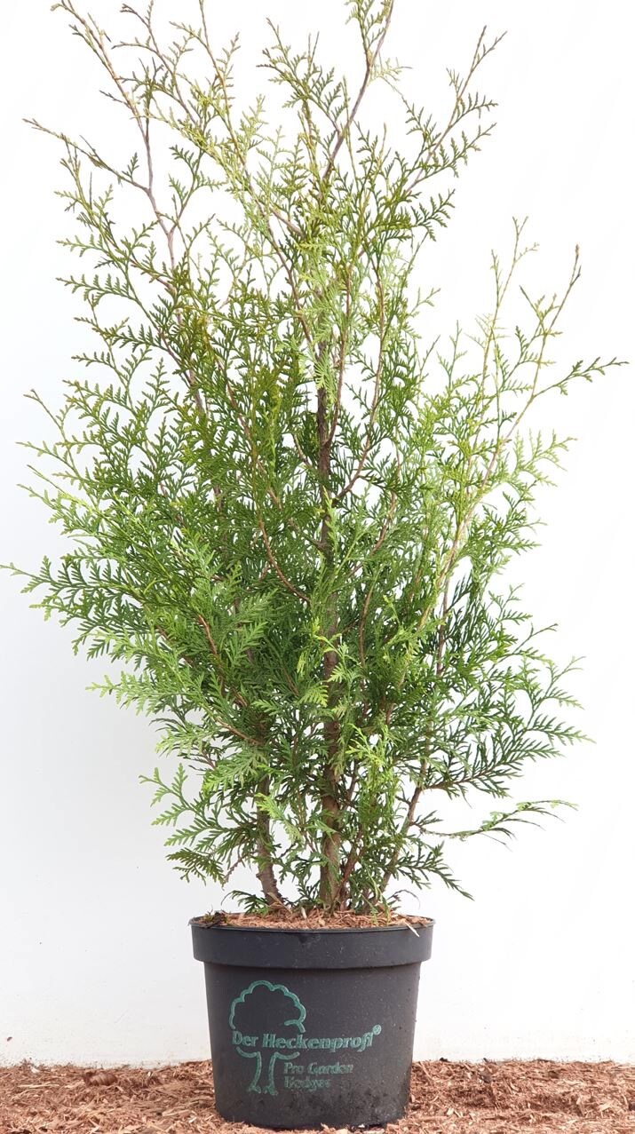 Thuja occidentalis 'Brabant', Lebensbaum, gr&uuml;n, 80&ndash;100 cm - Bild 1