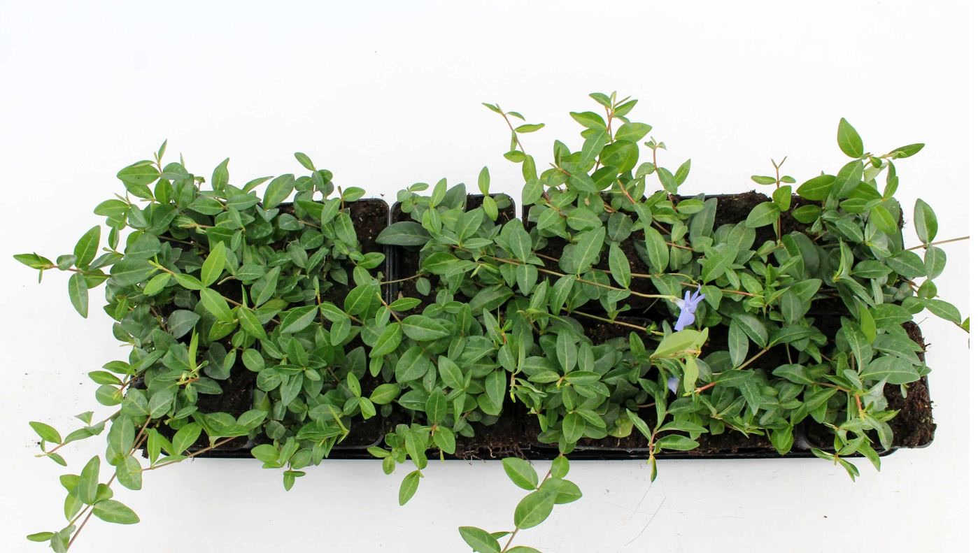 Vinca minor, Immergr&uuml;n, blau, ca. 9x9 cm Topf - Bild 1