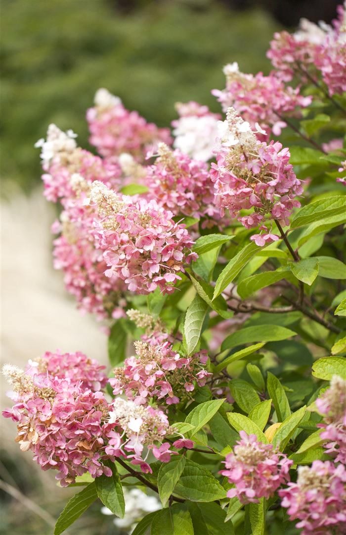 Hydrangea paniculata 'Pinky Winky', Rispenhortensie, zweifarbig, 60&ndash;80 cm - Bild 1