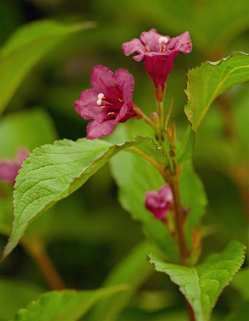 Weigela 'Bristol Ruby', Weigelie, rubinrot, 60&ndash;80 cm - Bild 1