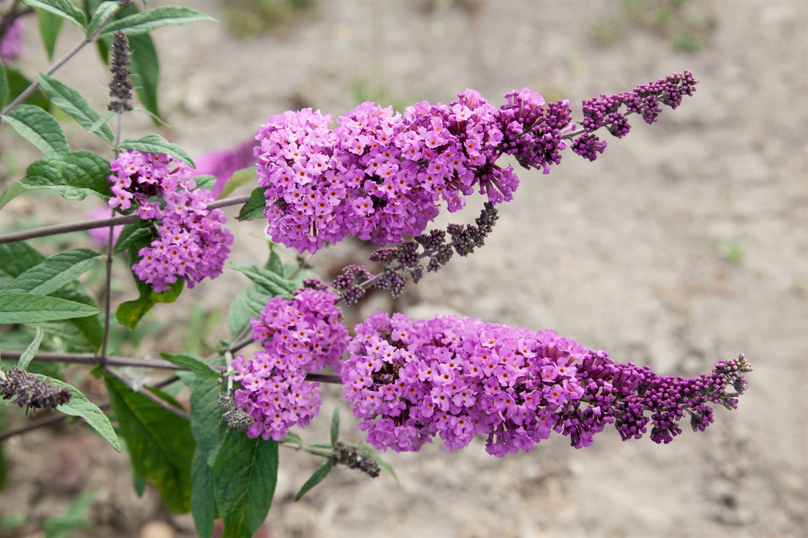 Buddleja davidii 'Border Beauty', Schmetterlingsflieder, rosa, 60&ndash;80 cm - Bild 1