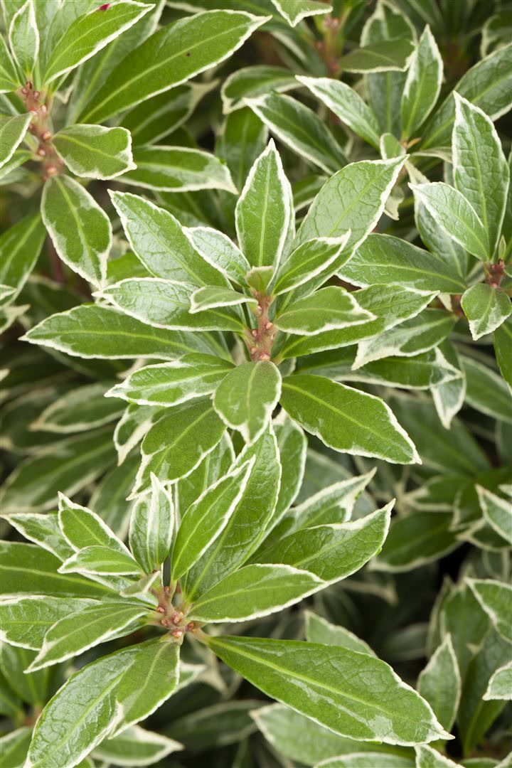 Pieris japonica 'Little Heath', Japanische Lavendelheide, 20&ndash;25 cm - Bild 1