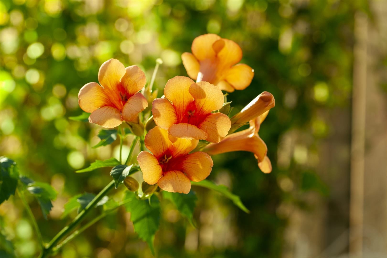 Campsis radicans 'Indian Summer', Trompetenblume, orange, 40&ndash;60 cm - Bild 1