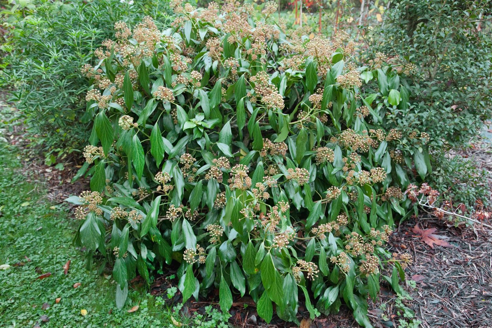 Hedera colchica, Persischer Efeu, 60&ndash;100 cm - Bild 1