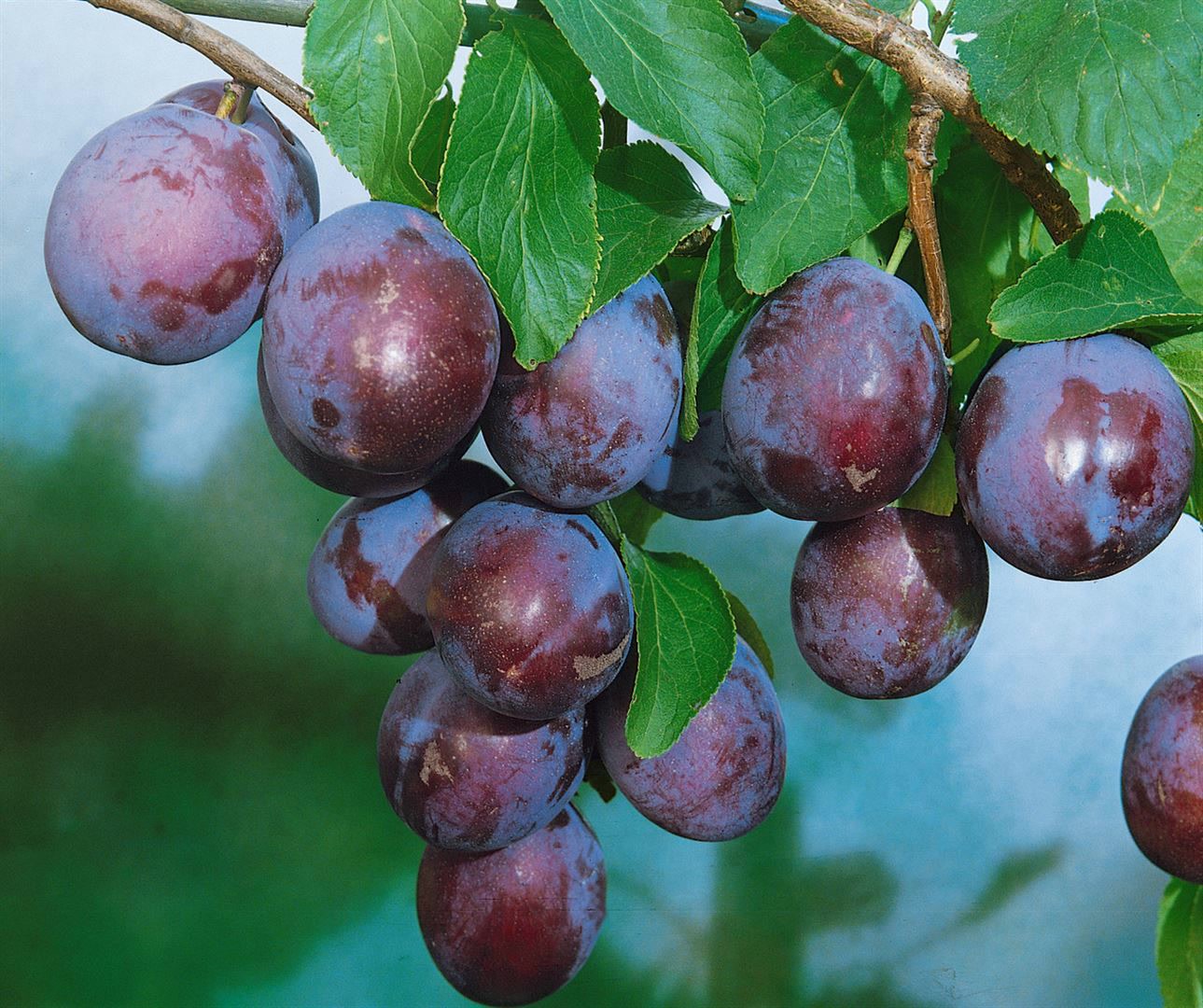 Prunus domestica 'Ersinger Fr&uuml;hzwetsche', Pflaume, 150&ndash;200 cm - Bild 1