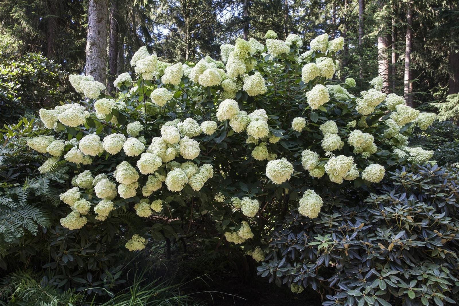 Hydrangea paniculata 'Phantom', Rispenhortensie, cremewei&szlig;, 40&ndash;60 cm - Bild 1