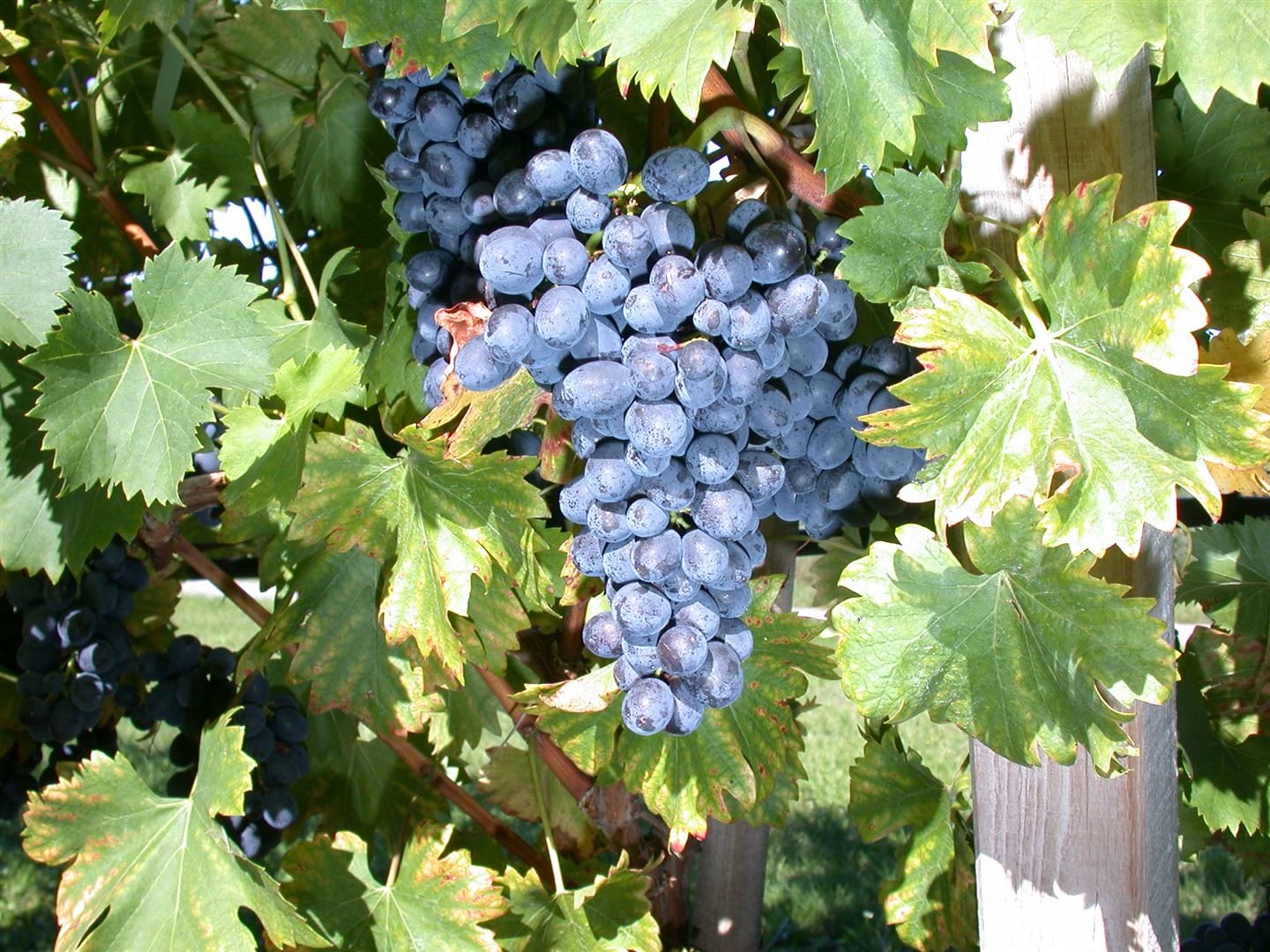 Vitis vinifera 'Nero', Weinrebe, 80&ndash;100 cm, dunkelblau - Bild 1