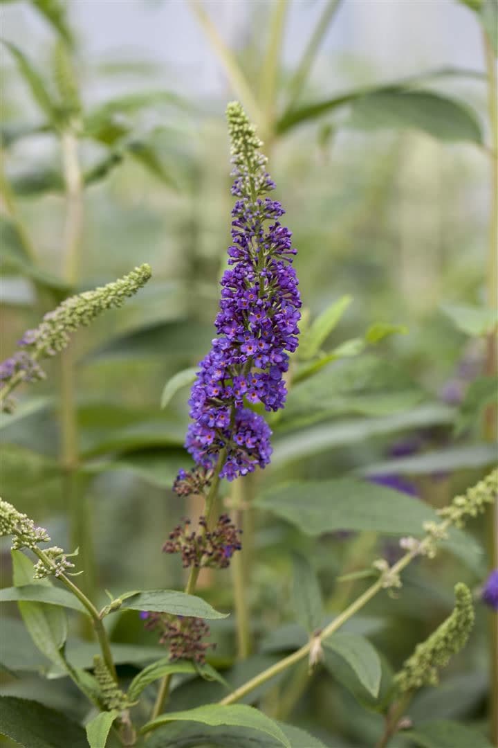 Buddleja davidii 'Empire Blue', Schmetterlingsflieder, blau, 60&ndash;100 cm - Bild 1