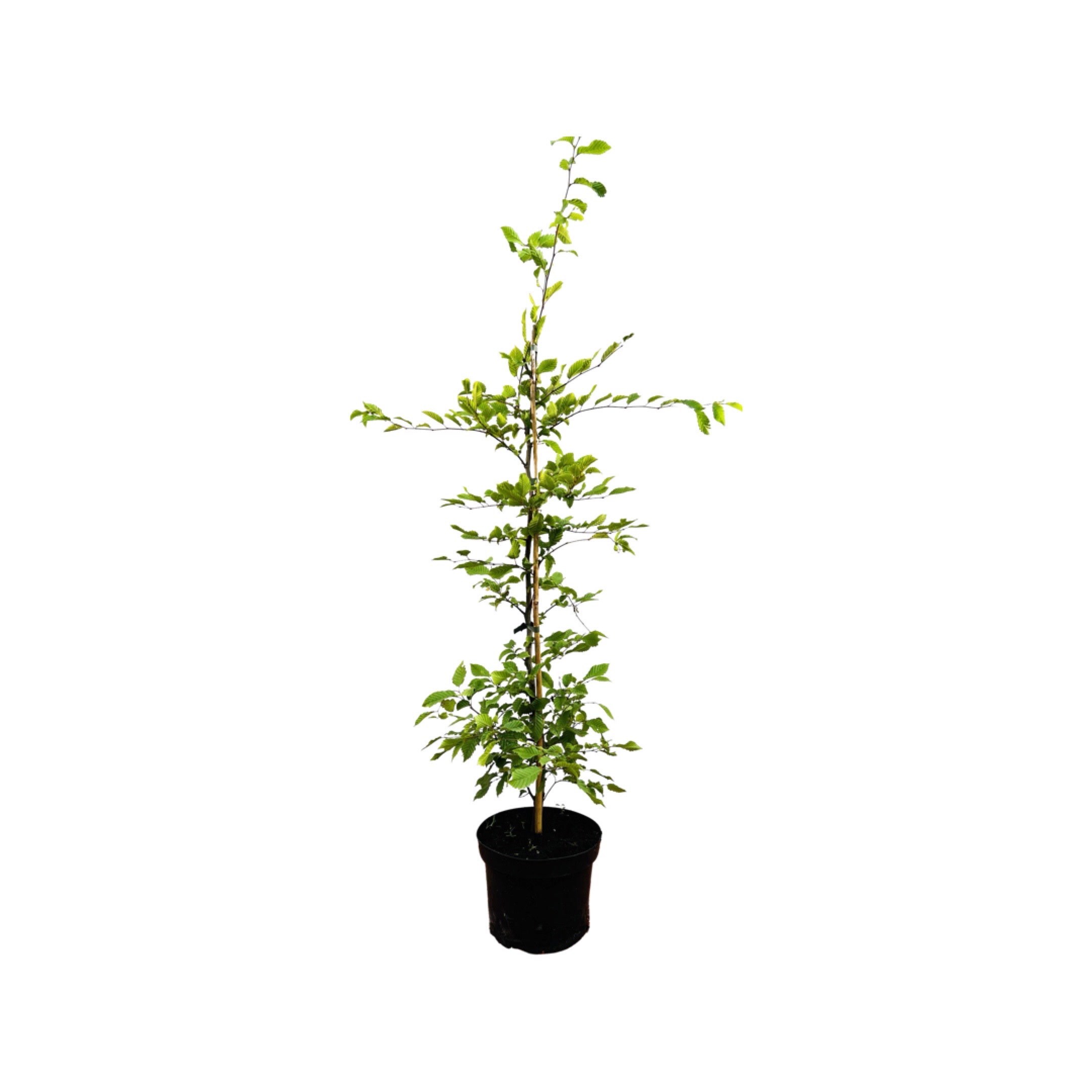 Carpinus betulus, Hainbuche, 80&ndash;100 cm, 3 Liter Topf - Bild 1
