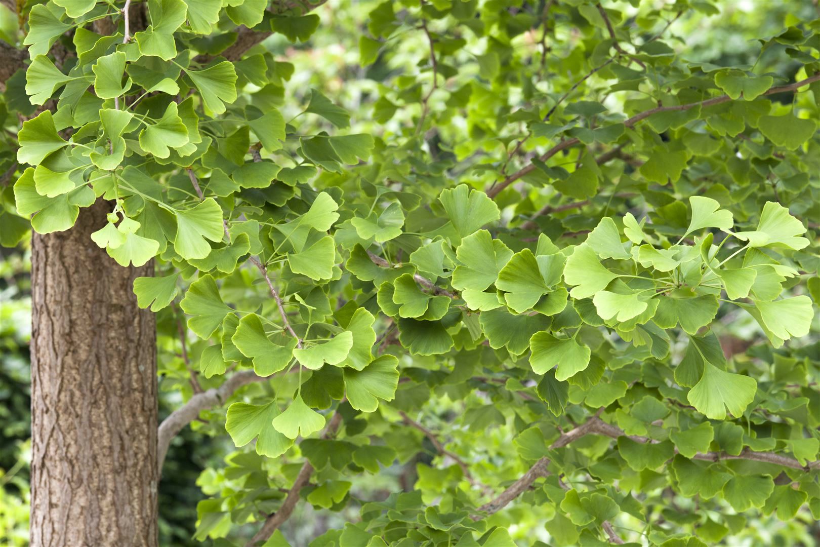 Ginkgo biloba, F&auml;cherblattbaum, 40&ndash;60 cm, winterhart - Bild 1