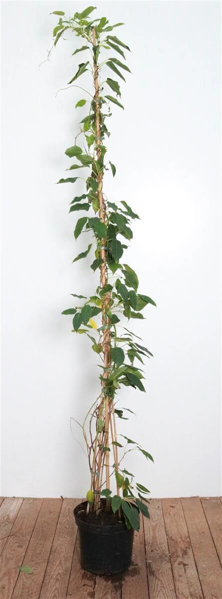 Actinidia chinensis ‚Male‘, Kiwi, männlich, 100–150 cm | 04063654254355