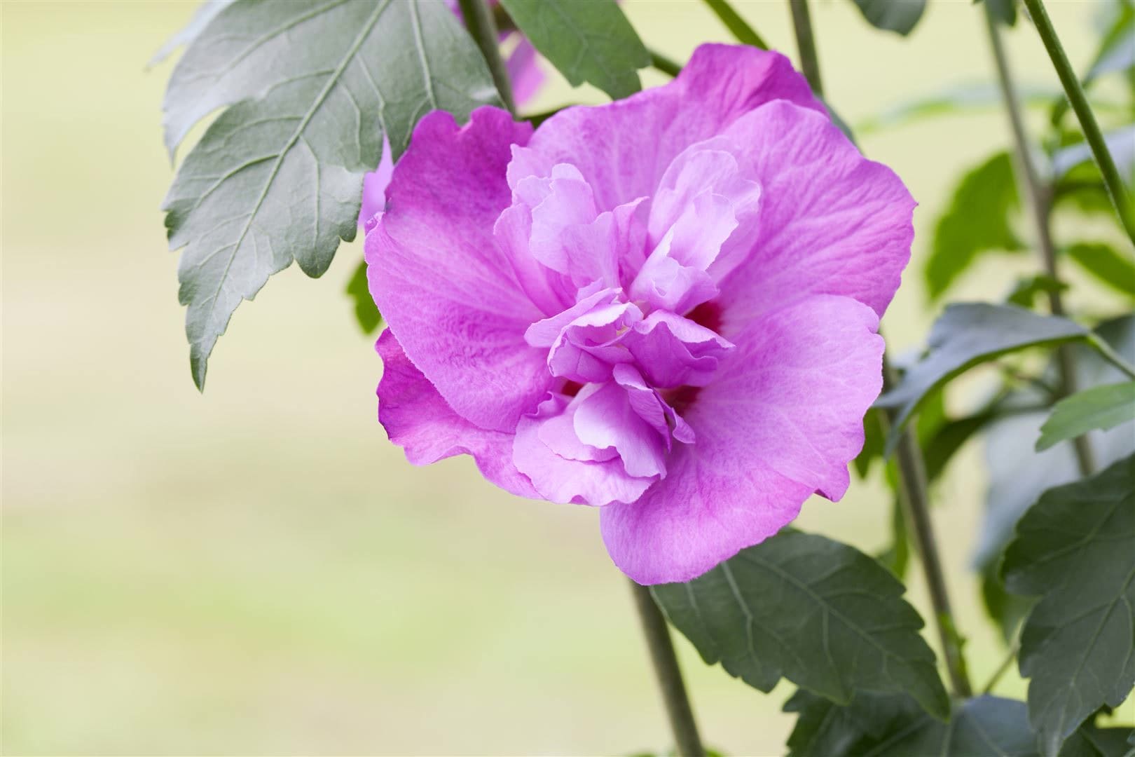 Hibiscus syriacus 'Purple Ruffles', Gartenhibiskus, lila, 40&ndash;60 cm - Bild 1