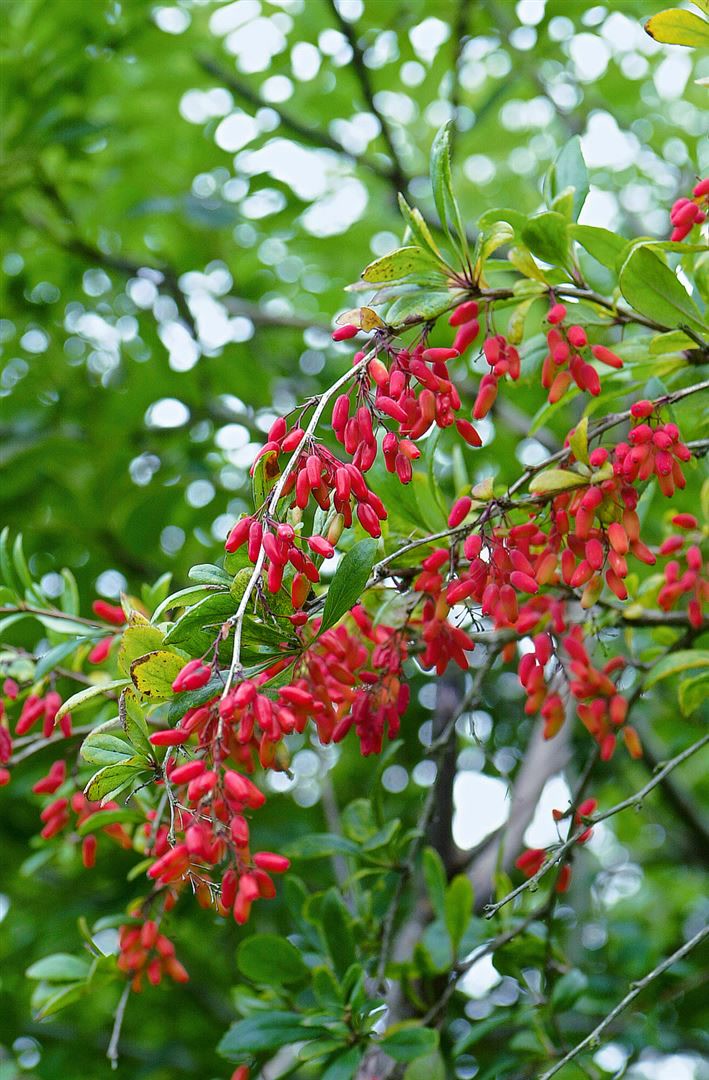 Berberis vulgaris, Gew&ouml;hnliche Berberitze, 25&ndash;30 cm - Bild 1