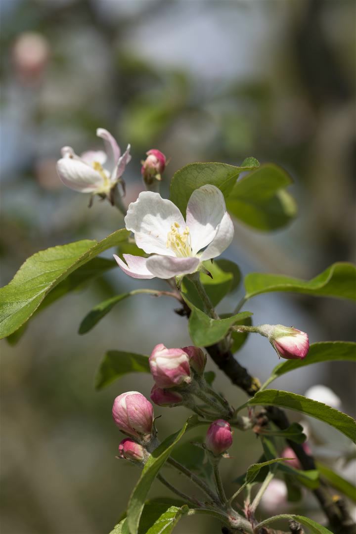 Malus 'Gloster 69', Apfelbaum, 150&ndash;200 cm - Bild 1