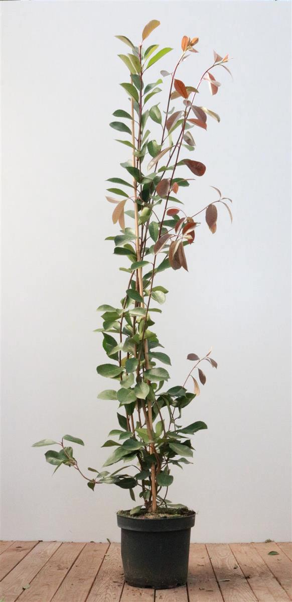Photinia fraseri 'Red Robin', Glanzmispel, rot, 125&ndash;150 cm - Bild 1