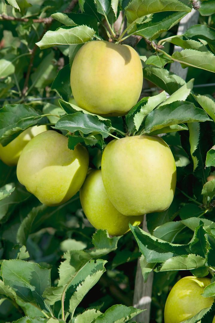 Malus domestica 'Mutsu', Apfelbaum, gr&uuml;n-gelb, 150&ndash;200 cm - Bild 1