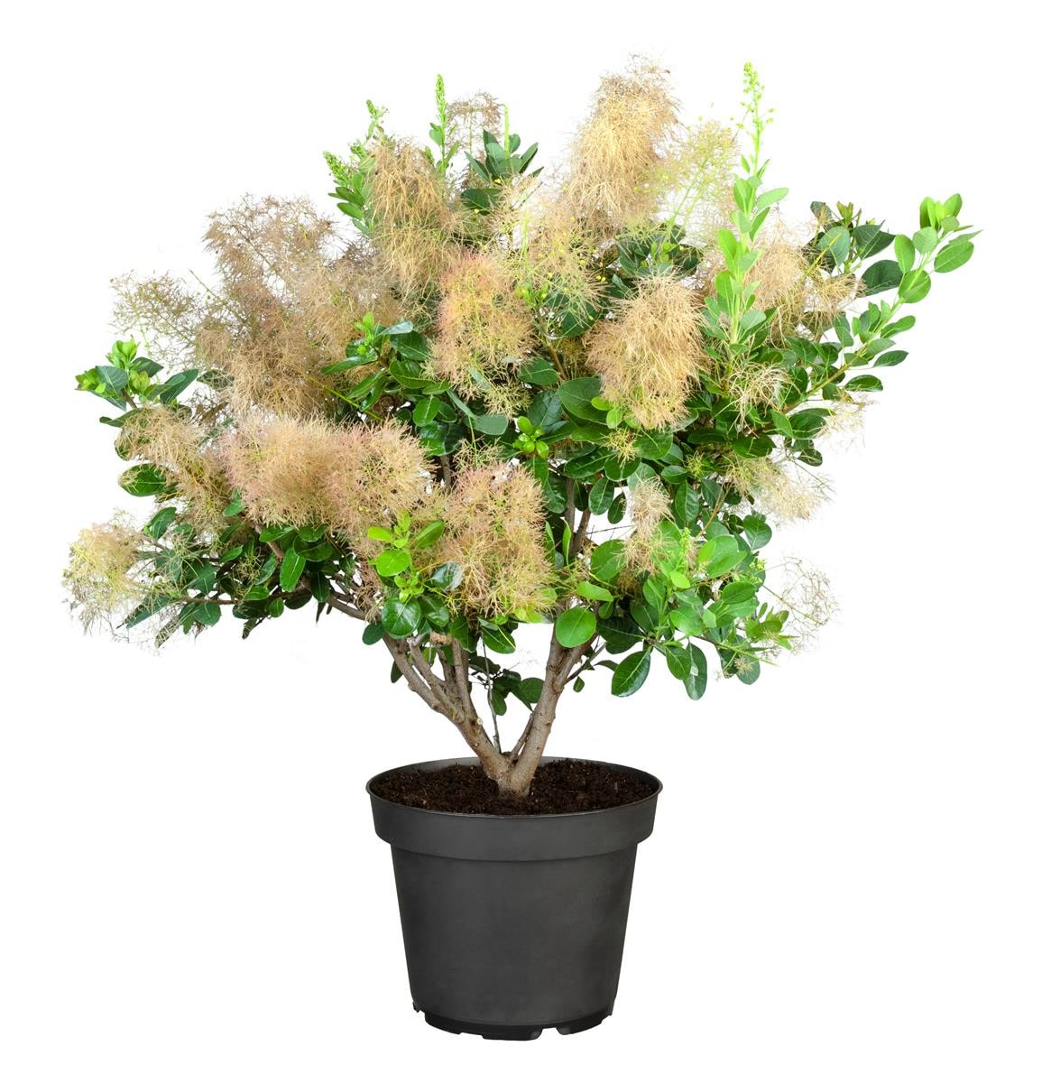 Cotinus coggygria 'Young Lady', Per&uuml;ckenstrauch, kompakt, 40&ndash;60 cm - Bild 1
