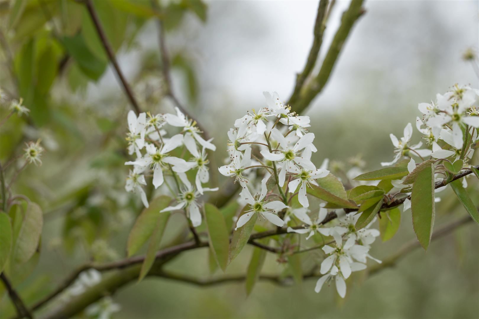 Amelanchier laevis, Kupfer-Felsenbirne, 60&ndash;100 cm - Bild 1