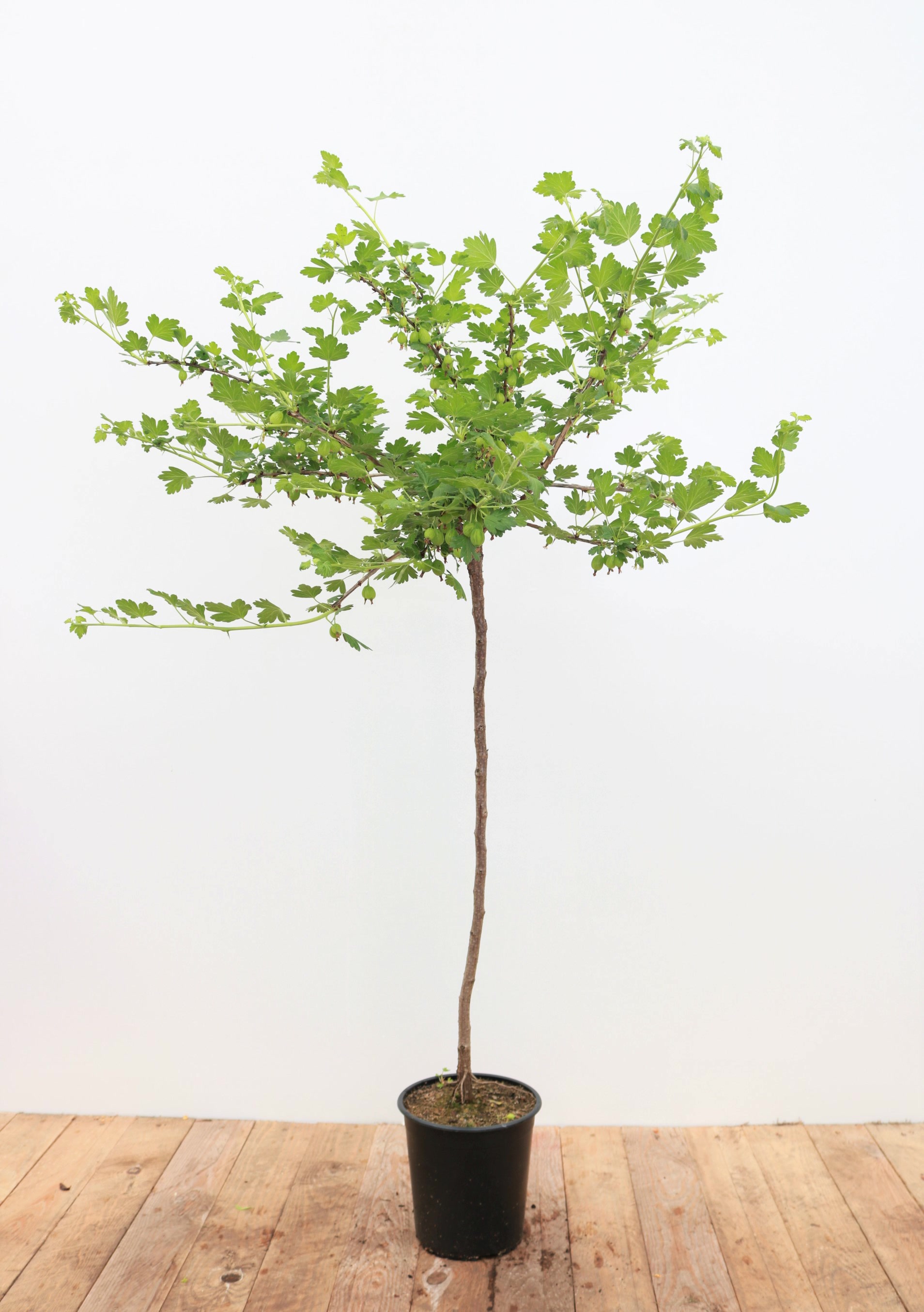 Ribes uva-crispa 'Hinnonm&auml;ki Gr&uuml;n', Stachelbeere, gr&uuml;n, 90 cm Stammh&ouml;he - Bild 1